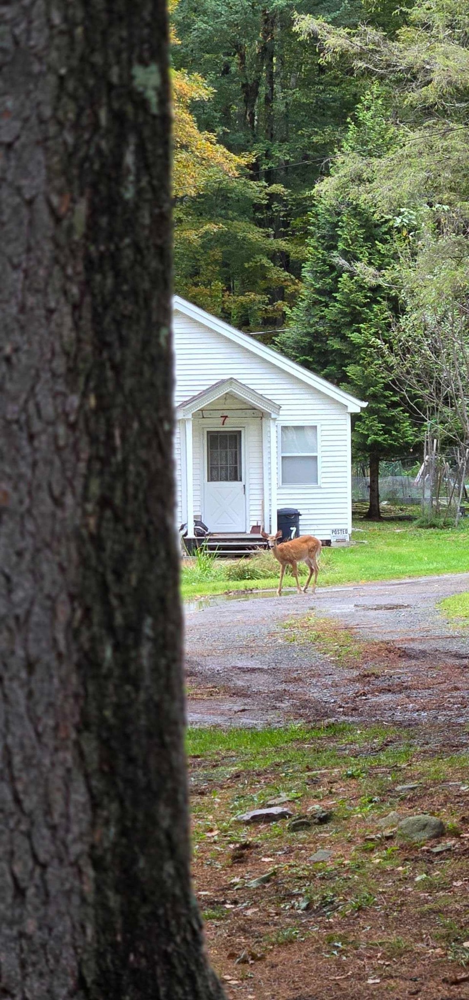 Deer in front of bungalow number 7 at Carefree Acres