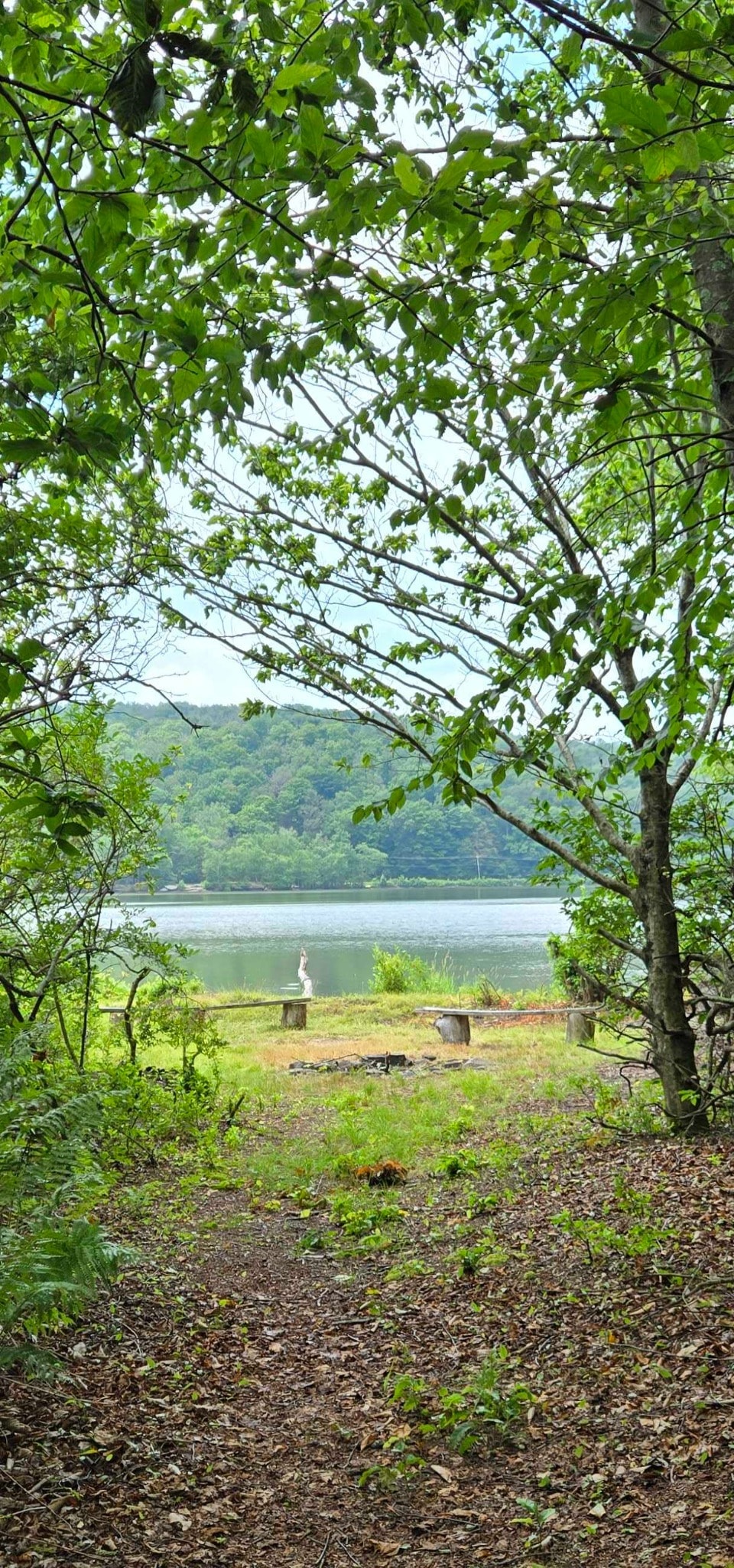 Path through the trees to Swan Lake with benches